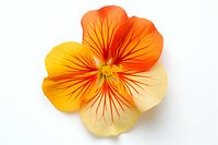 Vibrant orange and yellow pansy flower with delicate red veining pattern isolated on pure white background, suitable for botanical designs and floral arrangements.
