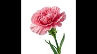 Pink carnation flower with green stem and leaves isolated on white background for floral design projects and greeting cards.