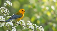 Small orange and gray songbird perched on blooming white flower branch in spring garden with soft green bokeh background for nature and wildlife themes.
