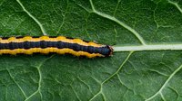 Colorful striped caterpillar crawling on bright green leaf surface showing detailed texture and veins. Close-up macro photography reveals intricate patterns of nature.
