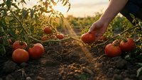 Hand picking fresh ripe red tomatoes from organic garden plants at golden hour sunset. Harvest time agriculture concept with natural farming produce.