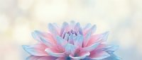 Soft pastel lotus flower with delicate pink and blue petals blooming against dreamy watercolor background for wellness and meditation designs.