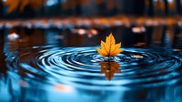 Yellow maple leaf floating on rippling water surface creates concentric circles, dramatic autumn nature scene with dark background and reflection in blue water.