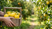 Fresh yellow lemons in wooden crate held by farmer in orchard. Harvest, agriculture, and organic farming concept for food and gardening projects.