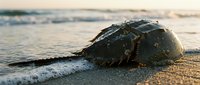 Horseshoe crab on sandy beach at sunset with ocean waves in background. Marine wildlife conservation and coastal ecosystem biodiversity concept.