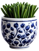 Fresh green chives growing in decorative white and blue ceramic pot with traditional berry pattern design. For cooking, gardening and home decor concepts.