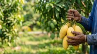 Farmer holding freshly harvested yellow bananas in agricultural field, suitable for farming, agriculture, and food production content.