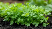 Fresh parsley plants growing in dark fertile soil, vibrant green leaves and stems create natural pattern, organic garden herbs ready for culinary use.
