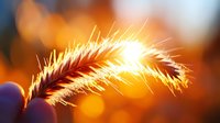 Delicate feather backlit by warm golden sunlight creating magical bokeh effect with soft orange and yellow tones in dreamy atmospheric background.