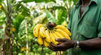 Farmer holding fresh yellow banana bunch in tropical plantation garden with green foliage background, harvesting ripe fruit for agriculture and food production.
