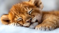 Adorable orange tabby kitten sleeping peacefully with paws stretched out, perfect for pet care, veterinary, and animal wellness content.