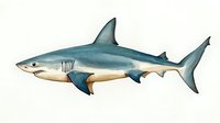Watercolor great white shark with detailed fins and natural coloring, swimming pose on white background, isolated marine wildlife illustration.