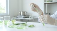 Scientist in protective gloves conducting plant research experiment with green leaf samples in modern laboratory for botanical analysis and testing.
