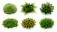 Collection of realistic moss and fern plants isolated on white background for nature design projects and landscaping concepts.