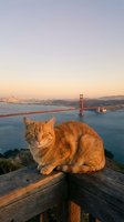 Orange tabby cat sitting on wooden railing overlooking famous red suspension bridge at sunset with city skyline and bay waters in background.