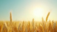 Golden wheat ears swaying in warm sunlight against blurred turquoise sky background, creating dreamy agricultural landscape at sunset. Suitable for food industry.