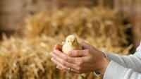 Young chick held in human hands against blurred straw background, suitable for agriculture, farming, poultry care, and educational content.