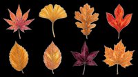 Autumn leaves collection in warm orange, red, and burgundy tones isolated on transparent background. Ready for t-shirt designs, clipart, stickers, print-on-demand products, and sublimation projects.