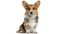Pembroke Welsh Corgi puppy with tricolor coat sitting against white background, front view portrait of purebred dog with alert expression and perked ears.