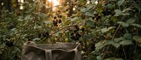 Wicker basket placed among wild blackberry bushes during golden hour harvest time in natural outdoor setting.