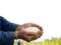 Farmer holding handful of rice grains in cupped hands over blurred agricultural field background. Mature male with weathered skin displaying harvest crop for agriculture, farming, and food production use.