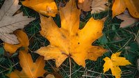 Golden maple leaves scattered on green grass in autumn, showcasing vibrant yellow foliage against lush background during fall season.