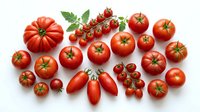 Fresh red tomatoes variety collection isolated on white background including cherry, beefsteak and plum types with green leaves for cooking and nutrition.