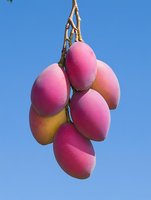Fresh ripe mangoes hanging on tree branch against clear blue sky background. Tropical fruit harvest season agriculture concept for healthy eating.