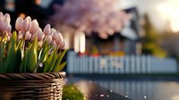 Pink tulips in woven basket against blurred white picket fence and garden background during spring sunset, creating dreamy romantic atmosphere.
