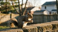 Gray squirrel sitting on stone wall in suburban backyard during golden hour sunset with residential houses and trees in soft focus background.