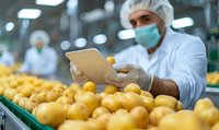 Quality control specialist in protective workwear inspecting fresh lemons on industrial conveyor belt at food processing facility. Focus on food safety standards.