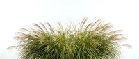 Ornamental fountain grass clump with feathery plumes isolated on white background, showcasing natural texture for garden and landscape design projects.