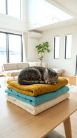 Tabby cat sleeping on stack of folded knit blankets in bright modern living room with skylight, wooden furniture and potted plant, cozy home interior design.