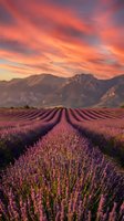 Lavender field rows stretching toward mountains under dramatic sunset sky with vibrant orange and pink clouds creating romantic agricultural landscape.