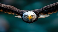 Majestic bald eagle soaring with outstretched wings against blurred teal background, showcasing powerful flight and intense golden eyes for wildlife photography.