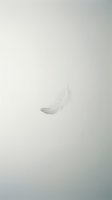 Single white feather floating against soft neutral gradient background, isolated on clean space for design, branding, and creative projects.