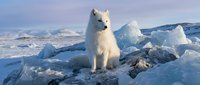 White arctic fox standing on ice floes in frozen polar landscape with snow-covered mountains. Winter wildlife photography for nature and climate content.
