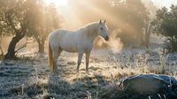 White horse standing in misty morning field with frost-covered grass and golden sunlight filtering through trees, suitable for nature and equestrian themes.