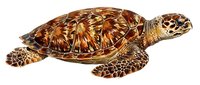 Brown tortoise with detailed shell patterns isolated on white background, suitable for educational materials, wildlife design projects, and nature-themed graphics.