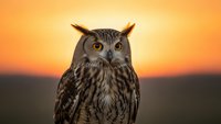 Majestic eagle owl portrait against warm sunset sky with golden orange hues creating dramatic wildlife photography composition for nature and bird enthusiasts.