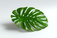 Fresh green monstera leaf isolated on white background, featuring distinctive split leaf pattern with natural shadows and glossy texture. Suitable for botanical designs.