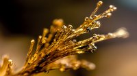 Macro photography of golden wheat stalks with morning dew drops glistening in sunlight against soft brown bokeh background, creating ethereal natural atmosphere.