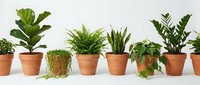 Collection of popular houseplants in terracotta pots arranged on white shelf including fiddle leaf fig, fern, snake plant and trailing varieties for home decor.