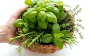 Fresh aromatic herbs in wicker basket held by hands on white background. Basil, thyme, rosemary and mint for cooking and seasoning isolated.