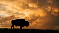 Majestic bison silhouette grazing on prairie grassland against dramatic golden sunset sky with storm clouds. Wildlife conservation and nature photography concept.