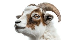 Close up portrait of brown and white goat with curved horns against white background, isolated farm animal head showing detailed facial features and fur texture.