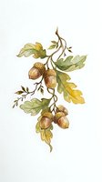 Oak acorns with leaves on branch, isolated botanical illustration on white background for design, clipart, and educational use.