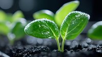 Young green seedling emerging from soil with water drops and morning frost, macro photography against dark background showing new life and growth in nature.
