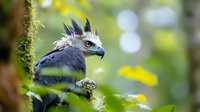 Majestic harpy eagle with distinctive crest feathers perched in natural rainforest habitat, side profile against blurred green and yellow bokeh background.