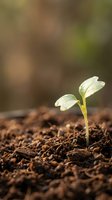 Young green seedling sprouting from rich brown soil with soft blurred natural background representing new life, growth, agriculture and environmental concepts.